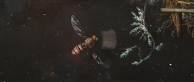 Hoverfly detail within Jan Van Huysum, 1718, Still Life with Bird's Nest