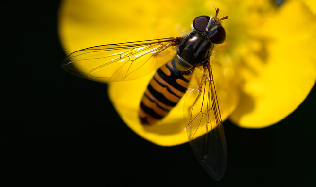 Episyrphus balteatus, copyright Rob Tomlinson, 2023