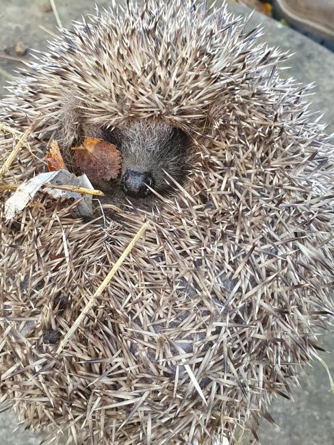 Whilst being weighed - oh, such indignity - there's a photo-opportunity to catch a glimpse of a soft Hedgehog face.