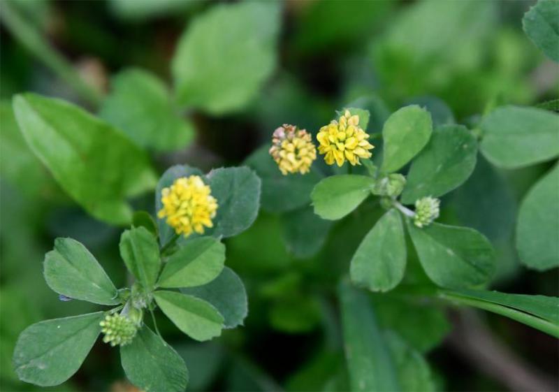 The trefoil leaves of Black Medick have leaflets with a minute point.  The flowers appear from April.
