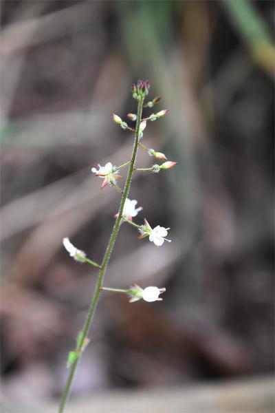 Enchanter's-nightshade is a prolific native woodland plant.
