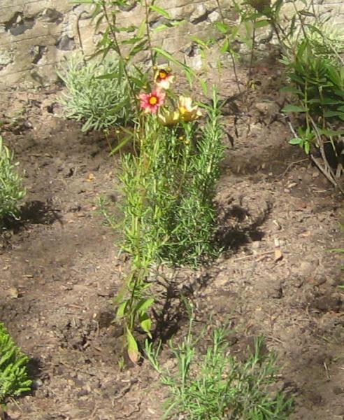 Memorial Garden planting, Coreopsis Big Bang Redshift