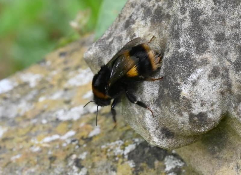 The collar and 2nd abdominal segment of the Buff-tailed Bumblebee are deep yellow or orange, the 'tail' being buff or white.
