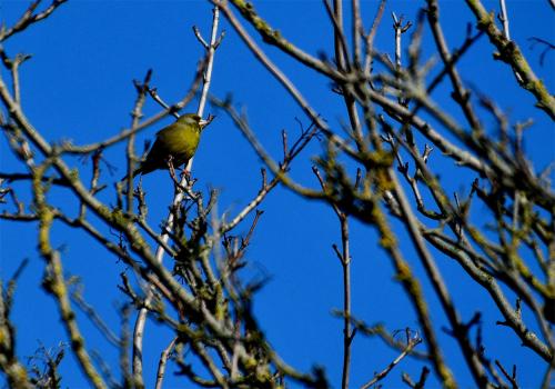The stout bill of the Greenfinch, clearly visible here, reveals its preference for large seeds, such as rose hips and cereal grains.