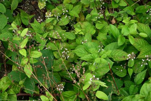 Enchanter's-nightshade can form dense carpets of foliage through which the slender flower stems show.