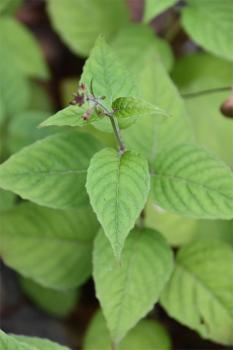 Enchanter's-nightshade is a prolific native woodland plant.