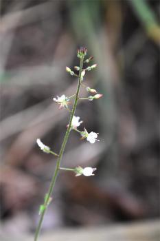 Enchanter's-nightshade has the unusual characteristic of white flowers with only two petals.