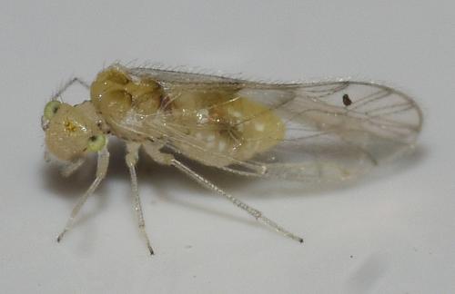 Barkfly, Trichopsocus clarus, Heene Cemetery, November 2025.