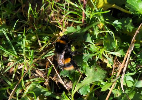 This Buff-tailed Bumblebee was photographed in Heene Cemetery in mid-December.