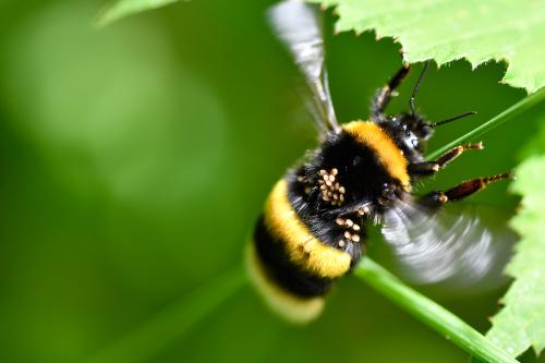 Buff-tailed Bumblebee with mites in June 2022.