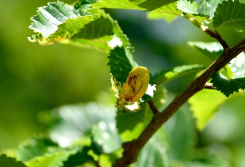 Inside each Elm Sack Gall is the nymph of an aphid, Tetraneura ulmi.