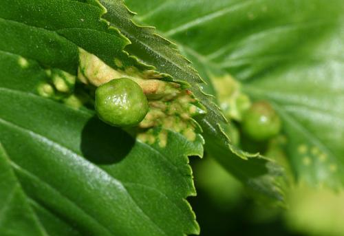 Inside each Elm Sack Gall is the nymph of an aphid, Tetraneura ulmi.