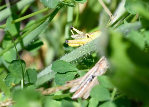 An adult male Meadow Grasshopper, Heene Cemetery, Worthing, July 2021