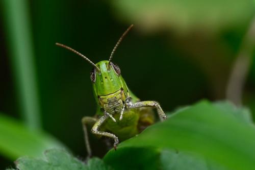 Meadow Grasshopper, Heene Cemetery, early-August 2025.