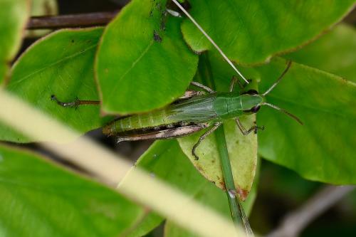 Meadow Grasshopper (female), Heene Cemetery, early-August 2025.