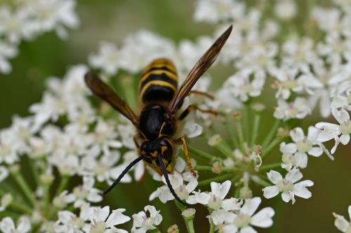 Median or French Wasp, Heene Cemetery, early-August 2025.