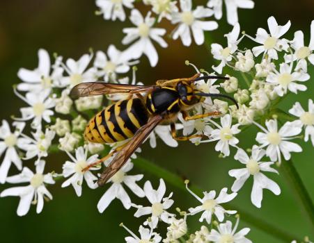 Dolichovespula media is one of our largest wasps, in size not far short of a Hornet.