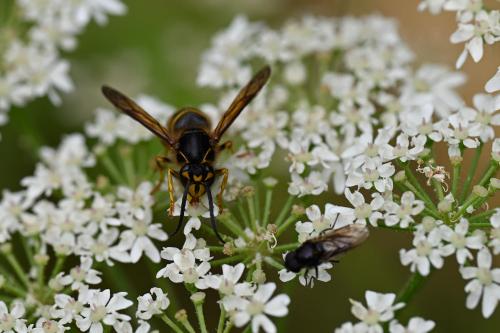 Median or French Wasp, Heene Cemetery, early-August 2025.