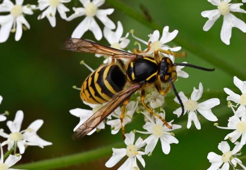 A distinguishing characteristic is that this wasp has yellow at the base of its antennae - just visible in some of these photographs.