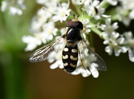 Scaeva pyrastri is a relatively large hoverfly distinguished with white (not yellow) abdominal markings.