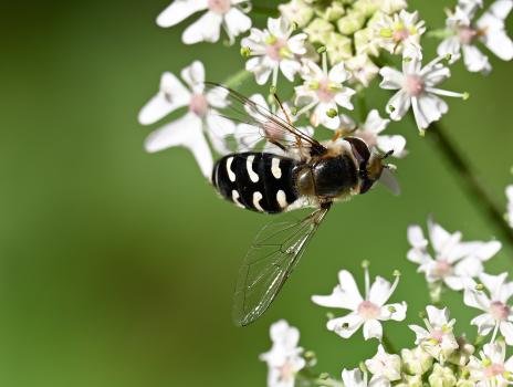 These are migratory insects that can arrive in great abundance in June, July and August.