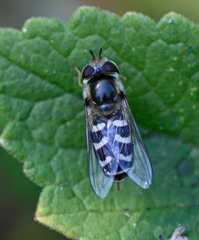The rear edges of these white markings are angled towards the front of the insect.