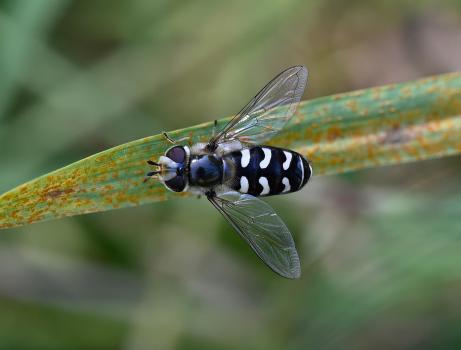 This insect has a swollen frons (insect forehead), clearly visible here.