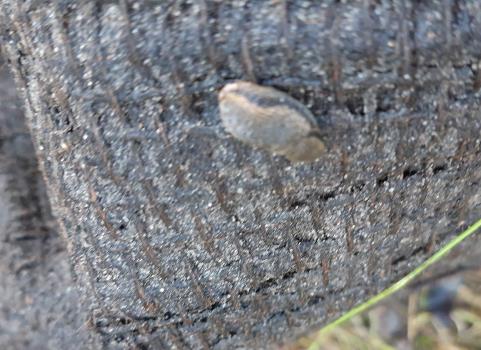 The brown-grey body varies in shade and has a pattern of black spots.  The mantle often appears orange-brown.