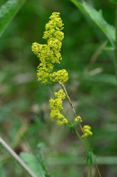 The yellow flowers of the native Lady's Bedstraw are a lovely sight on the Downs in June.