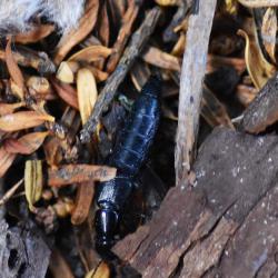 The flattened head, sharp pincer mouthparts, and tapered abdomen all characterise the Devil's Coach Horse beetle.
