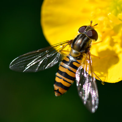 Marmalade Hoverfly, Heene Cemetery, May 2022.