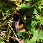 Bee Walk