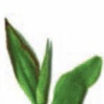 Tea Plant