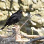 Blackbird