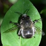 Hairy_footed_flower_bee