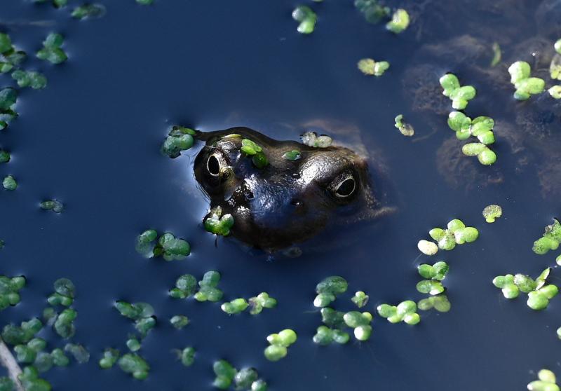 Common Frog in the Cemetery's tiny pond, 4th March 2025.