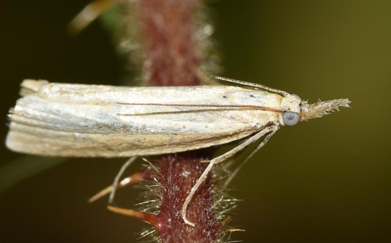 This commonplace, small moth can be found in grasslands, gardens, woodland, heathland and fens throughout Britain.