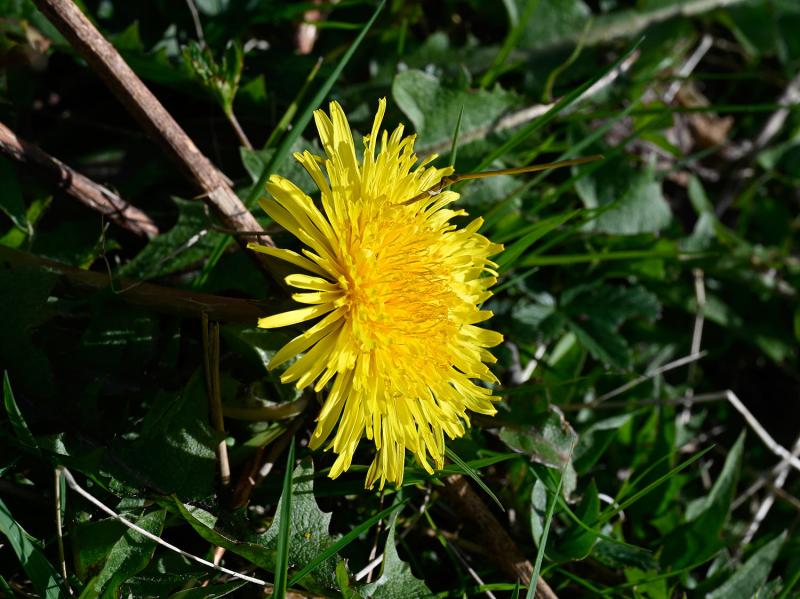 The Dandelion is ubiquitous, bane of gardeners, but provider of wine, beer and coffee.