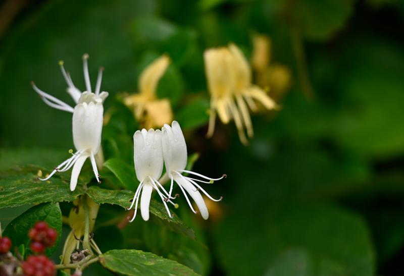 This honeysuckle is not native to Britain and was introduced from China, Manchuria, Japan and Korea.