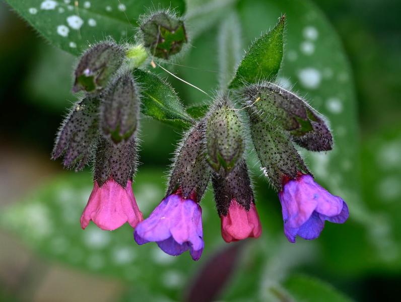 The lungwort in the cemetery is a cultivar, not one of our native lungworts, as revealed by its leaf shape.