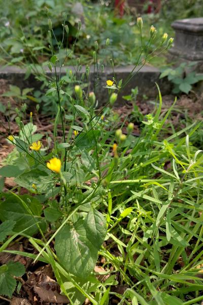 Nipplewort  is a native species has nipple-shaped buds, and leaves pointed oval, toothed, and pinnately lobed at the base.