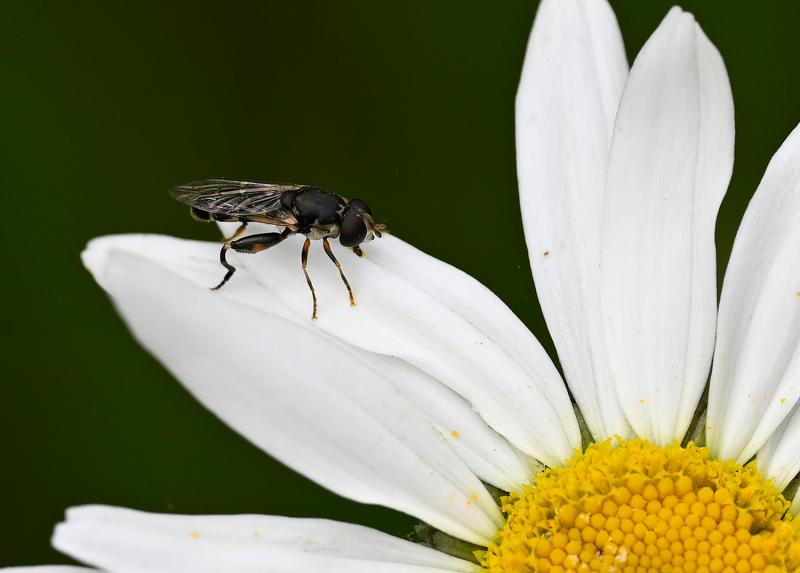 The small Thick-legged Hoverfly is a commonly-found member of the hoverfly family.