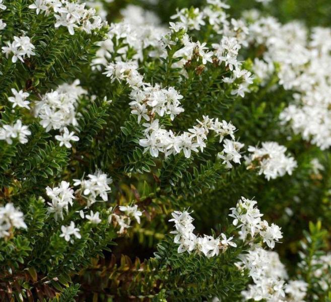 Hebe ‘Sutherlandii’ courtesy of Best4Hedging.
