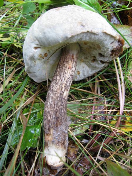 The Bolete Eater