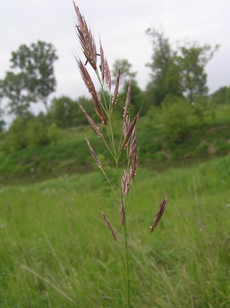 Upright Brome