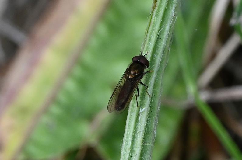 A Buttercup Blacklet hoverfly seen in mid-August.