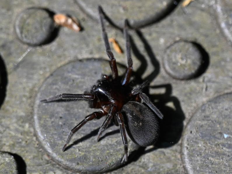 The Black Lace-weaver Spider is a nocturnal spider with a black body with white markings.