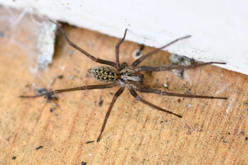The House Spider is a long-legged, fast-moving predatory spider, with plain-coloured legs.