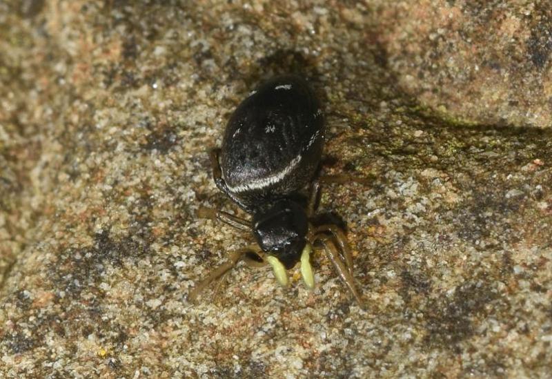Heliophanus spiders are most usually found in dry leaf litter where they create silk cells.