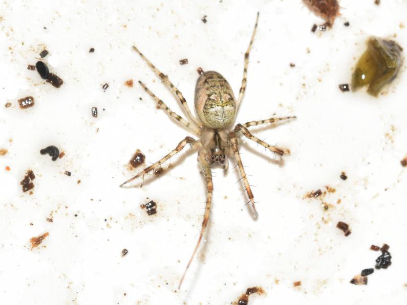 Long-jawed Orbweb Spider, Heene Cemetery, November 2025.